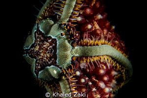 Brittle Sea star by Khaled Zaki 